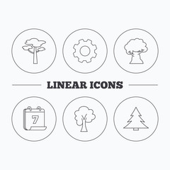 Pine tree, maple and oak-tree icons.