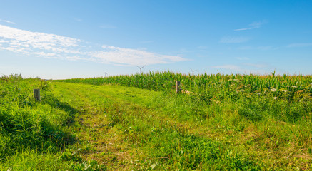 Fototapeta na wymiar Field with corn in summer