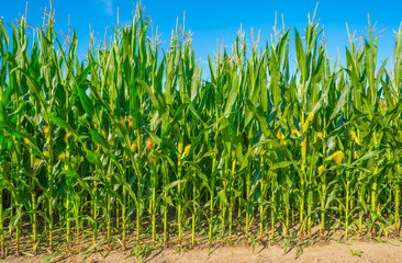 Field with corn in summer