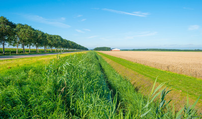 Field with grain in summer