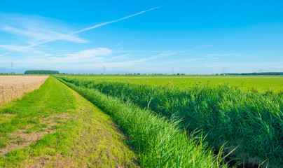 Field with grain in summer