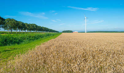 Field with grain in summer