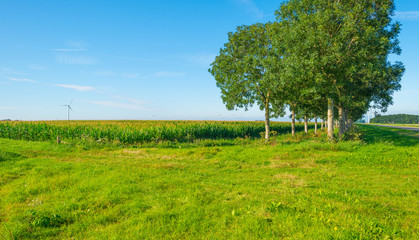Field with corn in summer © Naj