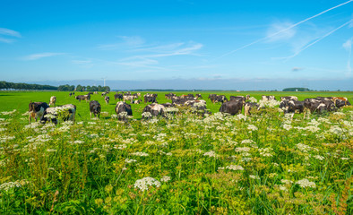 Fototapeta na wymiar Cows in a green meadow in summer