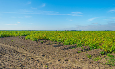 Field with potatoes in summer