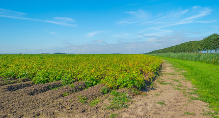 Fototapeta na wymiar Field with potatoes in summer