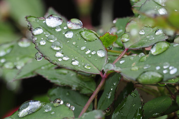 Water drops on leaves