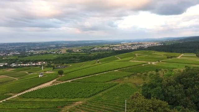 Aerial view of vineyards at dawn - Rheingau-Taununs area, Germany