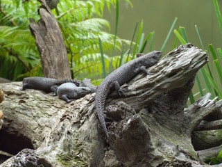 Group of Cunningham skinks on log
