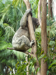 Male Koala climbing tree