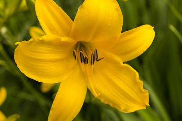 Yellow Lily Flower