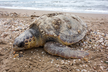 Dead sea turtle