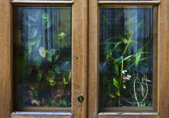 A lot of house plants and flowers behind the wooden country window or door