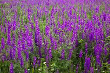 Naklejka premium Purple flowers in field