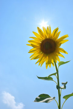 ヒマワリの花と太陽
