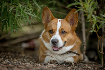 Wlsh Corgi Cardigan