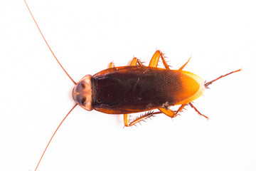 cockroach