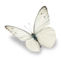 Afwasbaar Fotobehang Vlinder witte vlinder