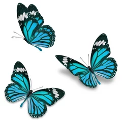 Crédence de cuisine en verre imprimé Papillon blue monarch butterfly