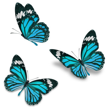 Fototapeta blue monarch butterfly