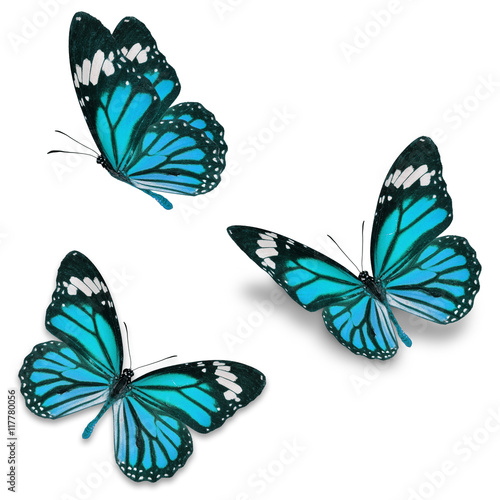 Download "blue monarch butterfly" Stock photo and royalty-free ...