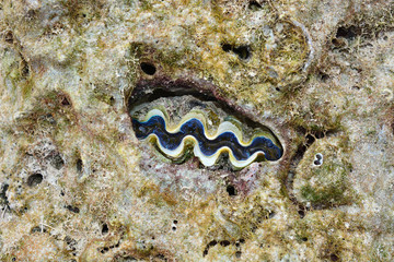 giant clam