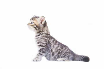 cute little tabby kitten on white background