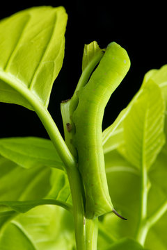 Privet Hawk Moth Caterpillar on the lettuce tree leaf