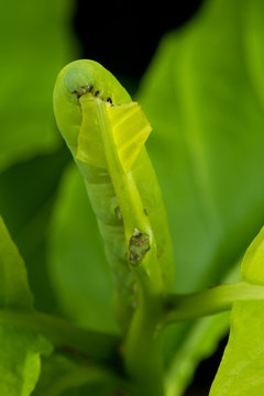 Privet Hawk Moth Caterpillar on the lettuce tree leaf