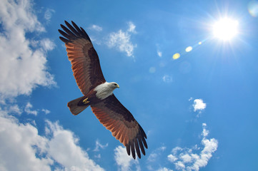 Brahminy Kite