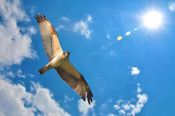 Osprey with blue sky clouds and sun