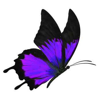 black and purple butterfy