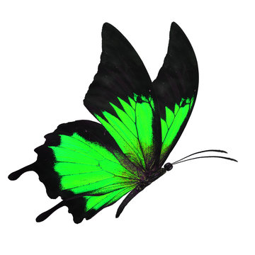 black and green butterfy