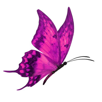pink butterfly flying