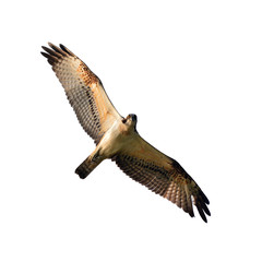 Osprey in flight
