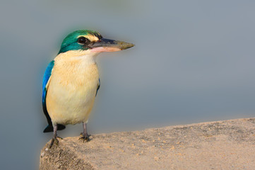 Collared kingfisher bird