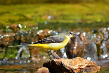 Grey Wagtail bird