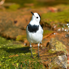 White Wagtail bird