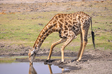 Naklejka na ściany i meble Giraffe taking a quick drink of water. Chobe National Park safari.