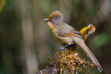 Spectacled Barwing bird