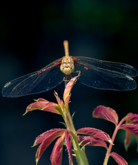 Dragonfly perched on the end of a   branch, eye close-up,  the red balls on the wings - parasites - ticks