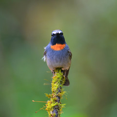 Fototapeta premium Rufous-gorgeted Flycatcher bird