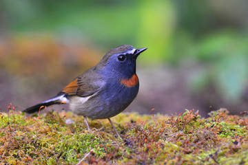Rufous-gorgeted Flycatcher bird