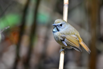 White-gorgeted Flycatcher bird