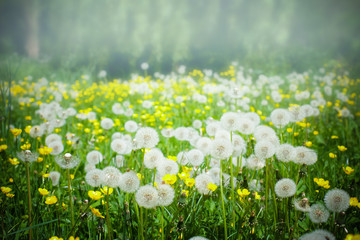 A meadow of dandelion flowers.