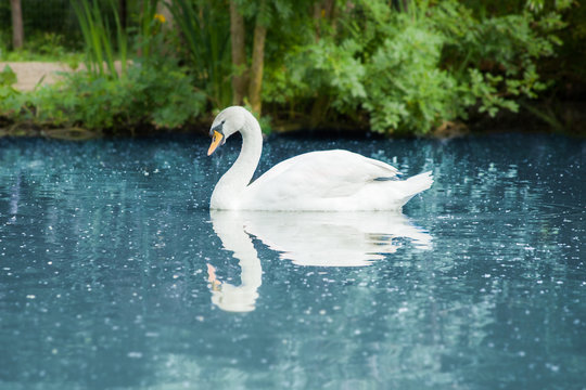 A white-swan swimming in a river