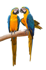 Fototapeta na wymiar Couple of blue and gold macaw