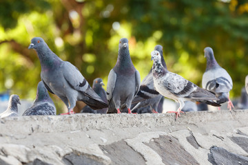 Pigeon at  the park