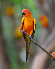 Sun Conure bird