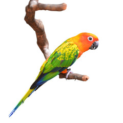 Sun Conure bird